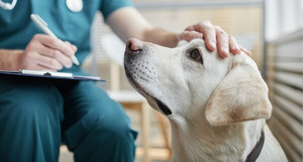 Should you use a credit card for vet bills?