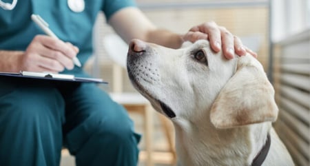 Should you use a credit card for vet bills?