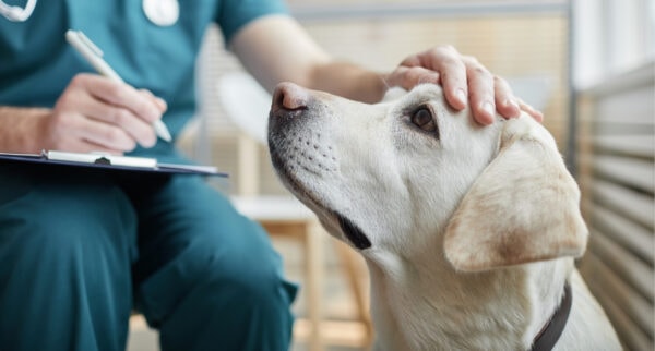 Should you use a credit card for vet bills?