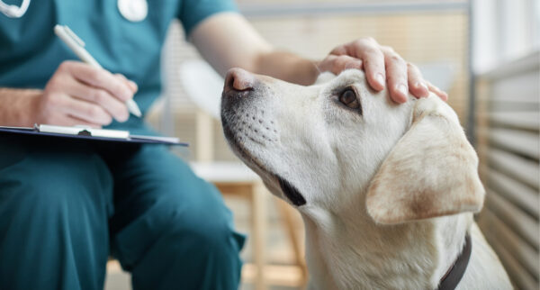 Should you use a credit card for vet bills?
